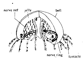 250_Tissue Level - Level of body organization.png